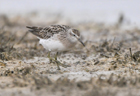 Sharp-tailed sandpiper 103016.jpg